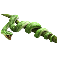 Green Snake Transparent Image PNG