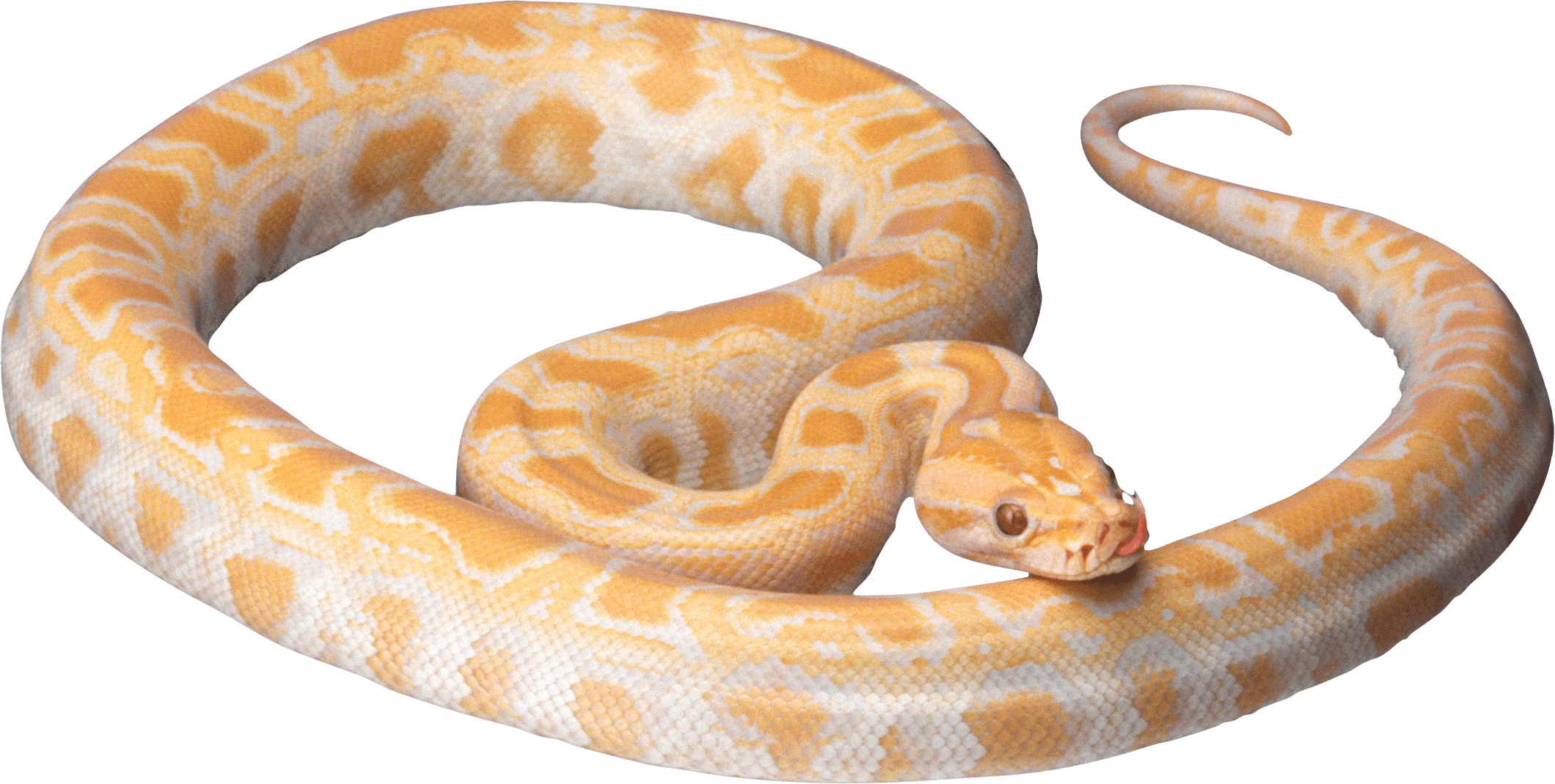 White Snake Png Image Picture Download  PNG Image