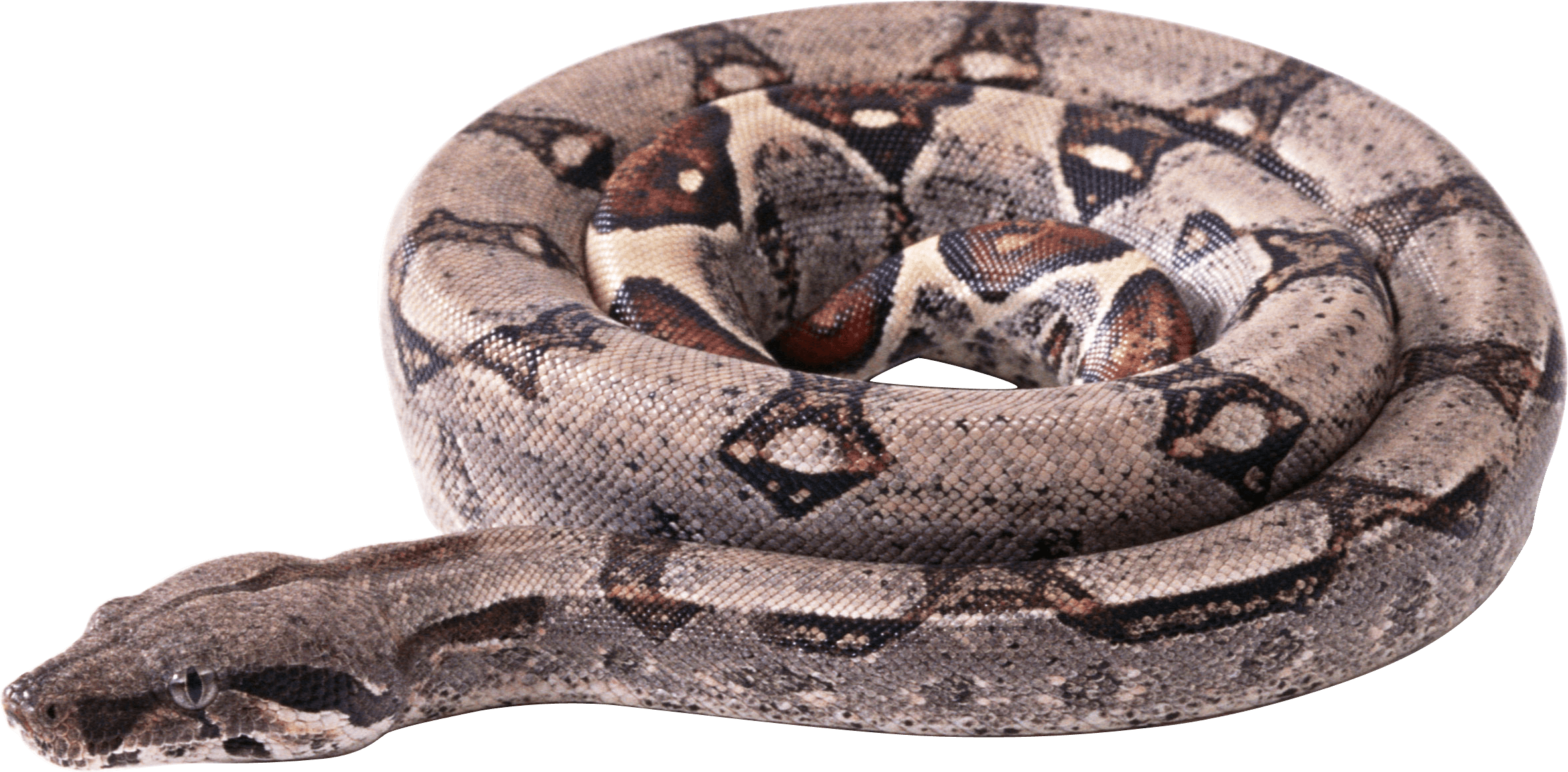 Snake Png Image Picture Download  PNG Image