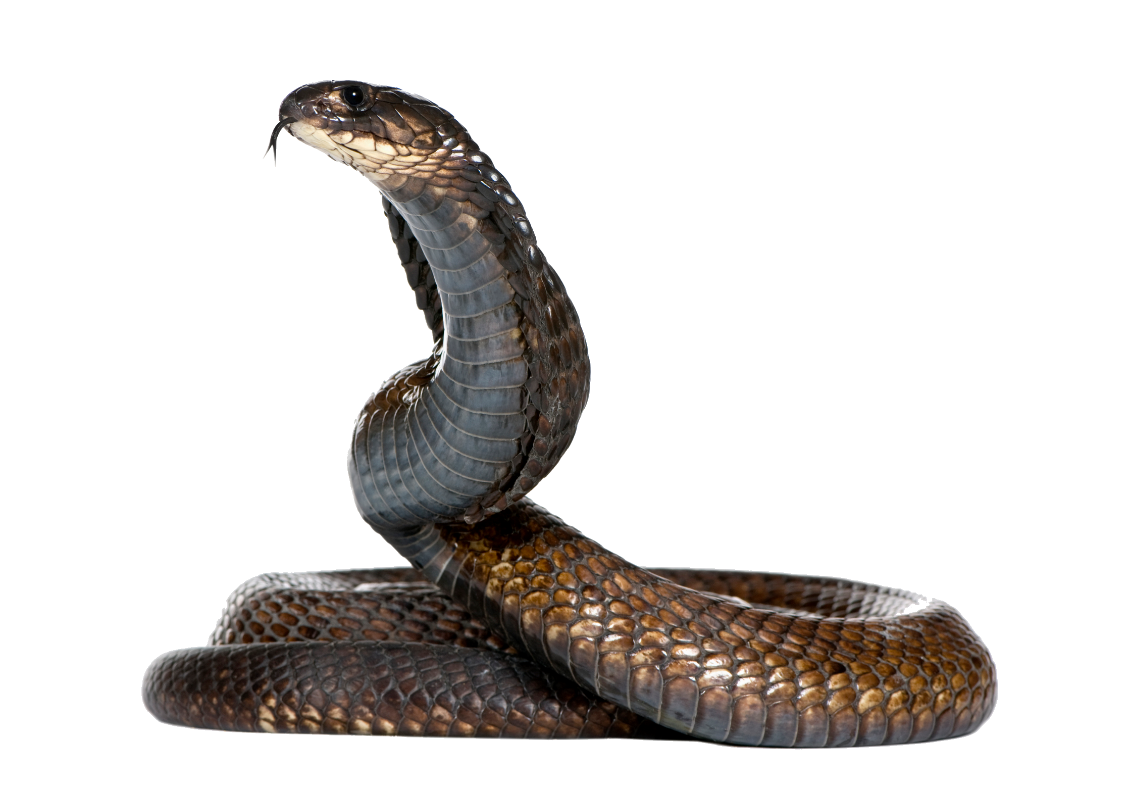 Snake Png Hd PNG Image