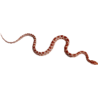 Snake Png Image Picture Download 