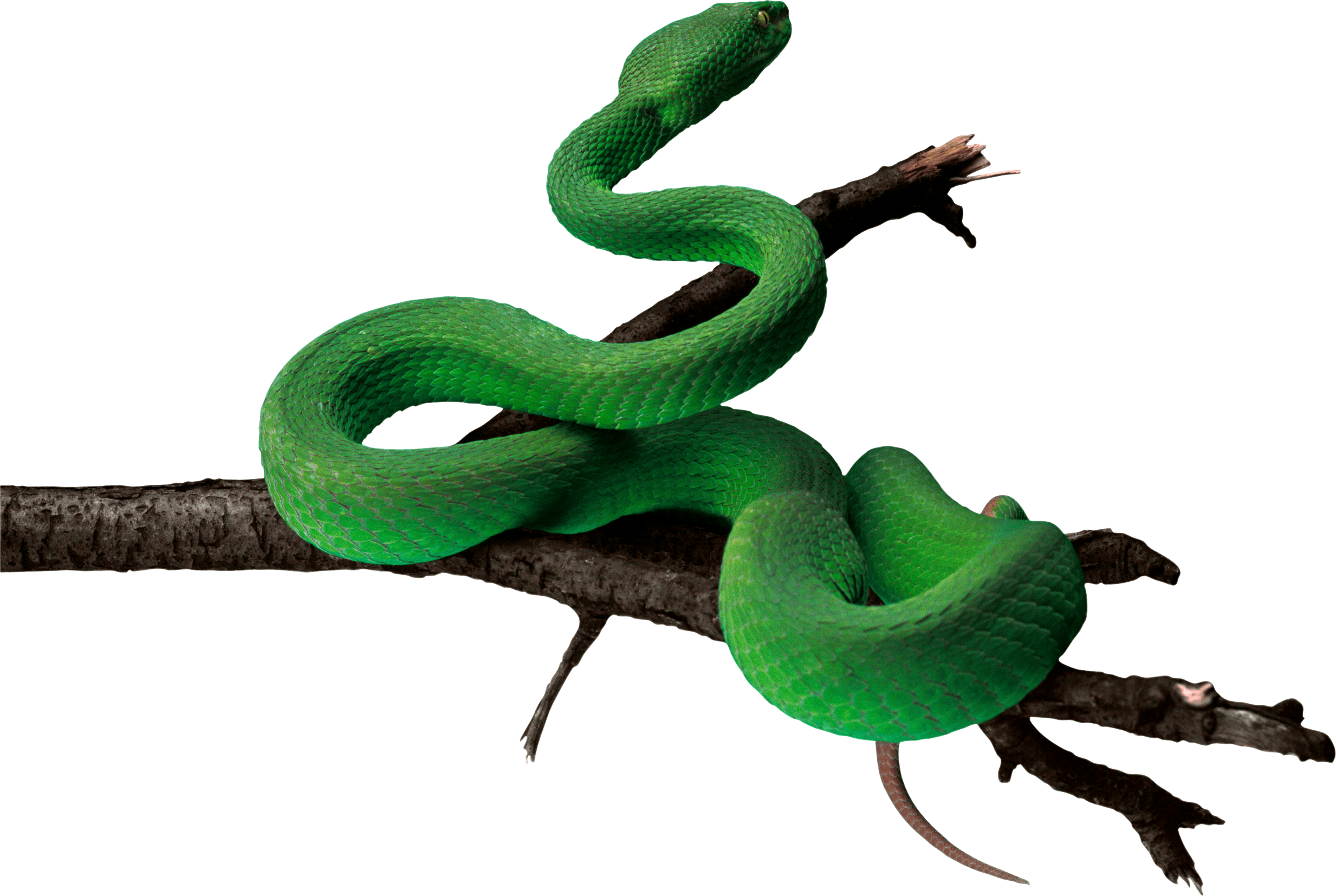 Download Green Snake Png Image HQ PNG Image FreePNGImg | vlr.eng.br
