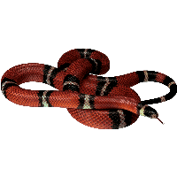 Download Snake Free PNG photo images and clipart | FreePNGImg