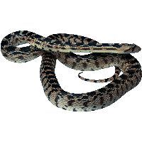 Snake Png Image Picture Download 