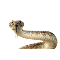 Download Snake Free PNG photo images and clipart | FreePNGimg