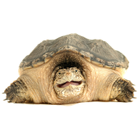 Snapping Turtle Png Clipart Transparent HQ PNG Download | FreePNGImg