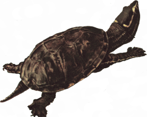 Snapping Turtle Png Picture PNG Image