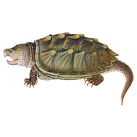 Snapping Turtle Png Picture Transparent HQ PNG Download | FreePNGimg