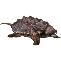 Snapping Turtle Png Clipart Transparent HQ PNG Download | FreePNGimg