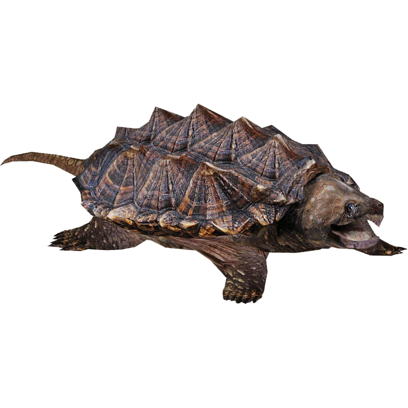 Snapping Turtle Png PNG Image