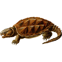 Snapping Turtle Png Clipart Transparent HQ PNG Download | FreePNGimg