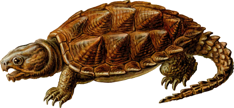 Snapping Turtle Free Download Png PNG Image