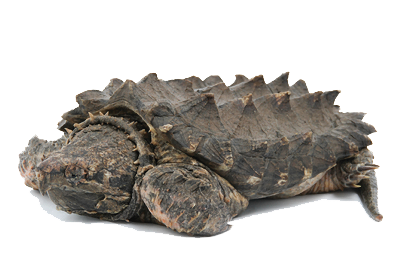 Snapping Turtle Transparent PNG Image