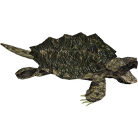 Snapping Turtle Picture Transparent PNG Image
