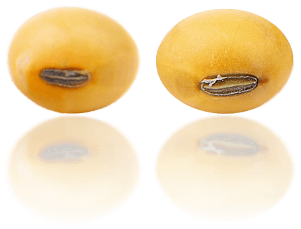 Soybean Transparent PNG Image