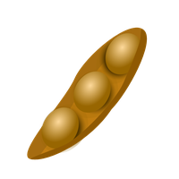 Soybean PNG