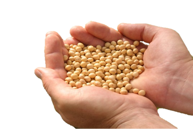 Soybean Transparent PNG Image