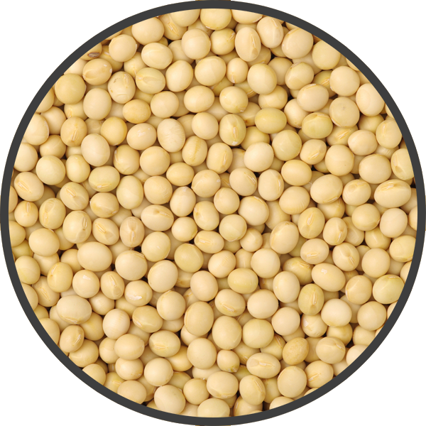 Soybean Transparent PNG Image