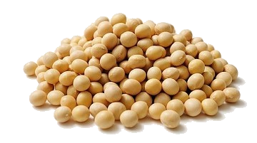 Soybean Transparent PNG Image