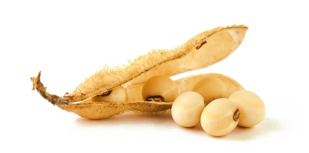 Soybean Transparent PNG Image