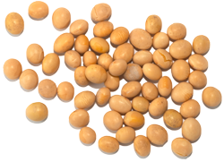 Soybean Transparent PNG Image
