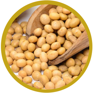 Soybean Transparent PNG Image
