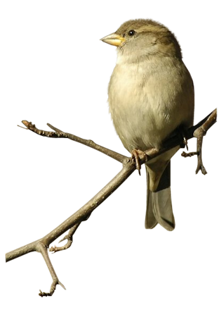 Sparrow Png Image PNG Image