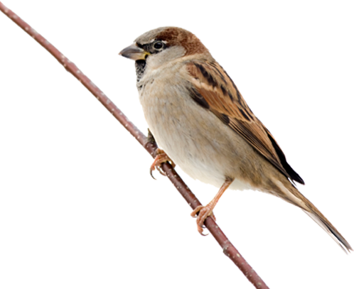 Sparrow Free Download Png PNG Image