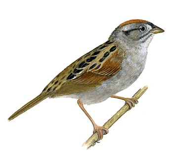 Sparrow Png Clipart PNG Image