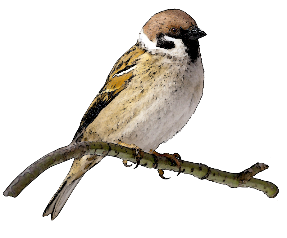 Sparrow Free Png Image PNG Image