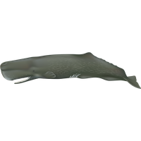 Sperm whale PNG
