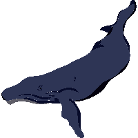 Sperm whale PNG