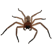 Spider Png Image Transparent HQ PNG Download | FreePNGImg