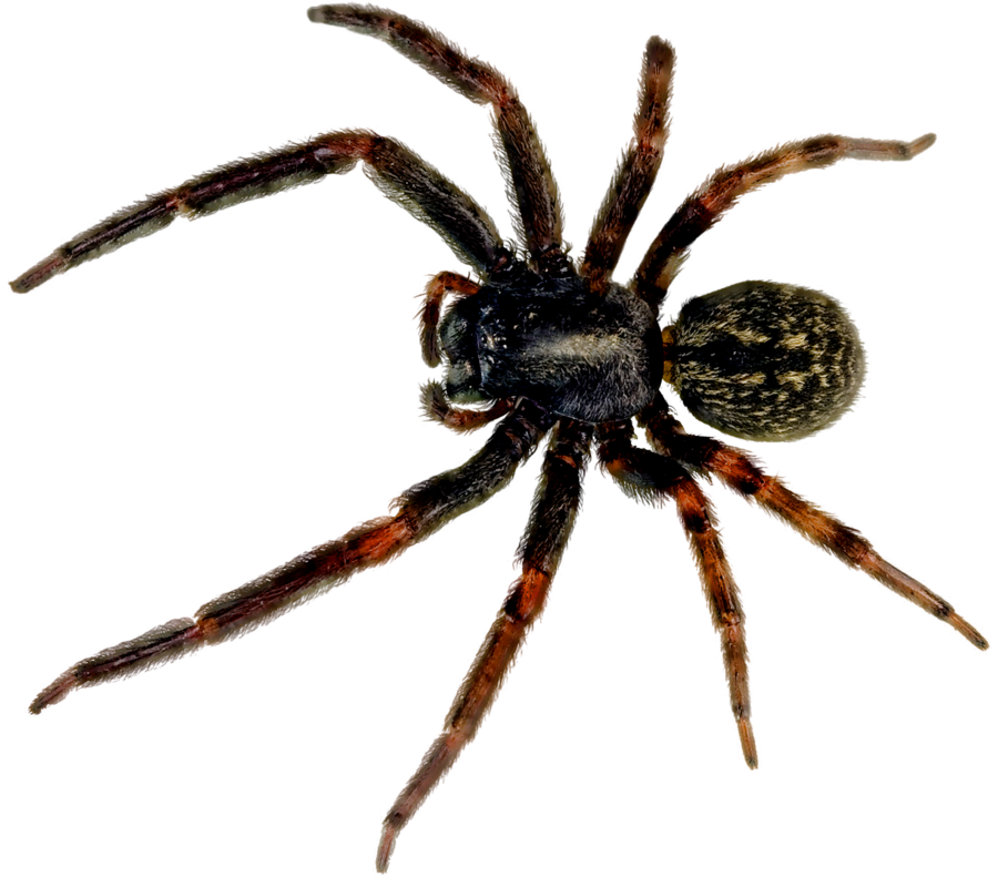 Spider Png Picture PNG Image
