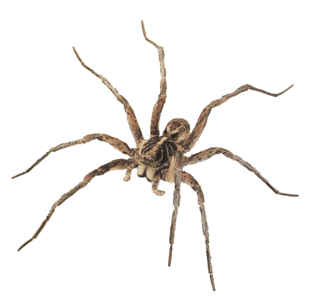 Spider Png Image PNG Image