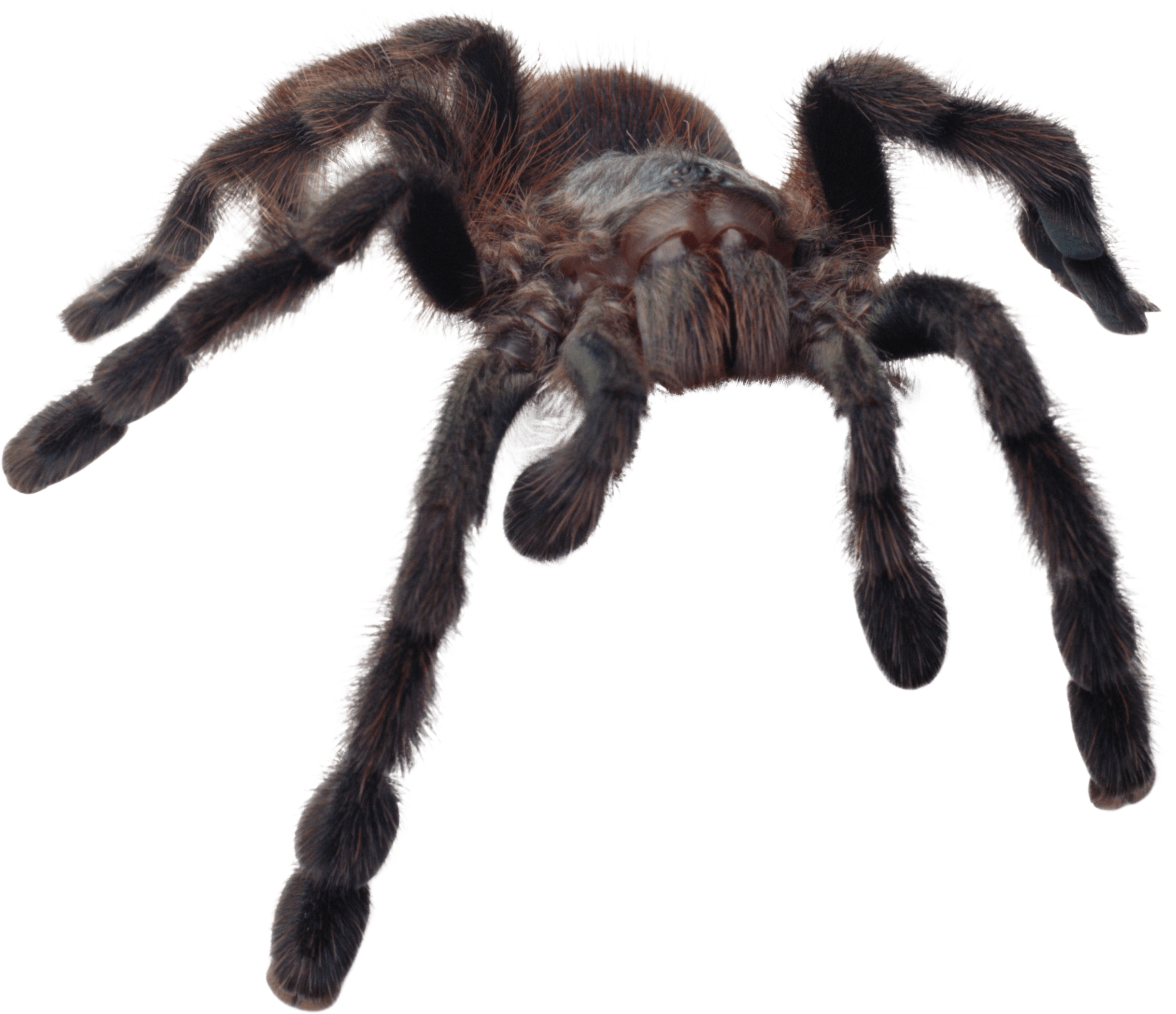 Spider Png Image PNG Image