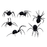 Download Spider Free PNG photo images and clipart | FreePNGImg