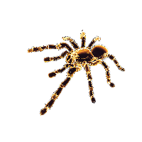 Spider Png Image Transparent PNG Image