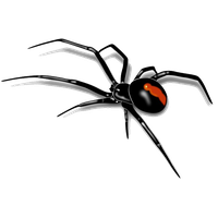 Spider Transparent PNG Image