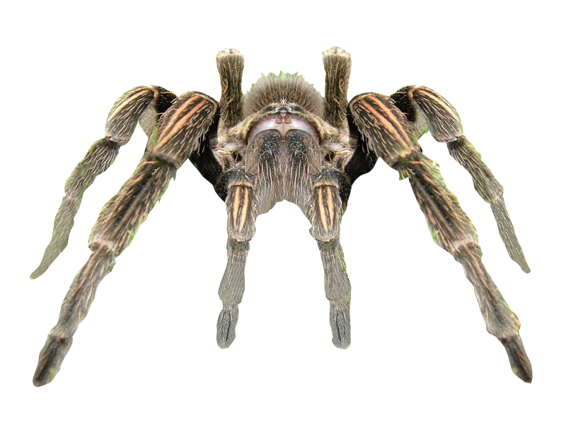 Spider Transparent Background PNG Image