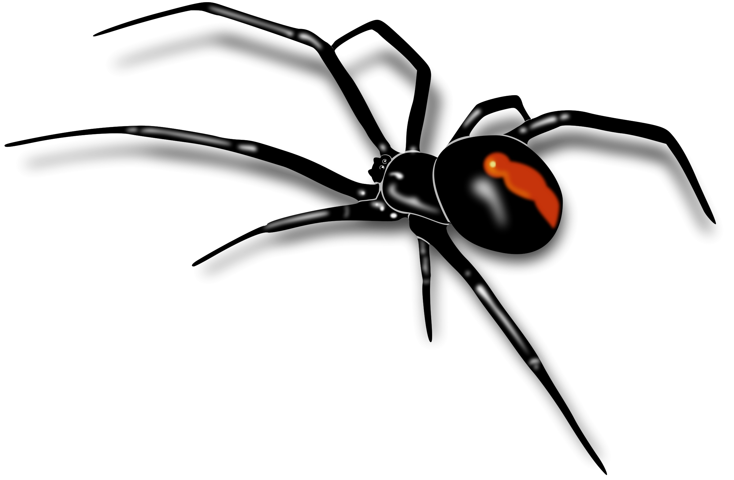 Black Widow Spider PNG Image