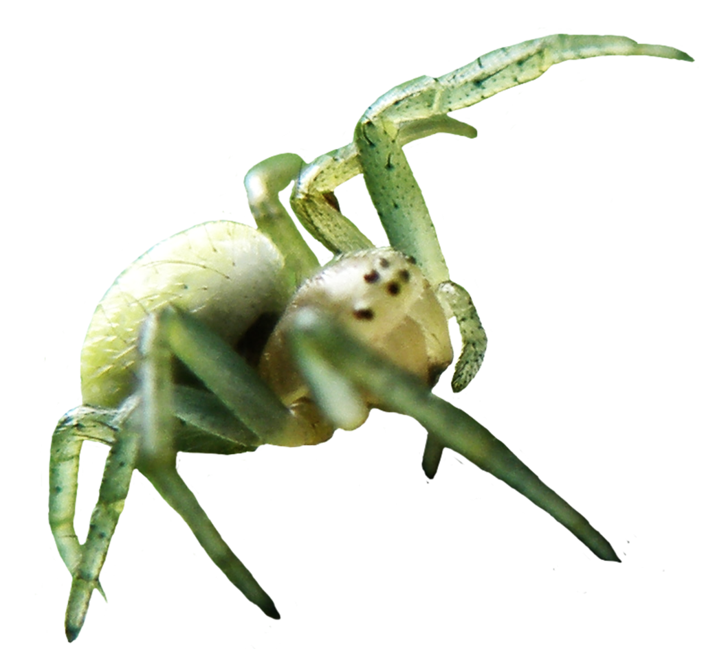 Spider Image PNG Image