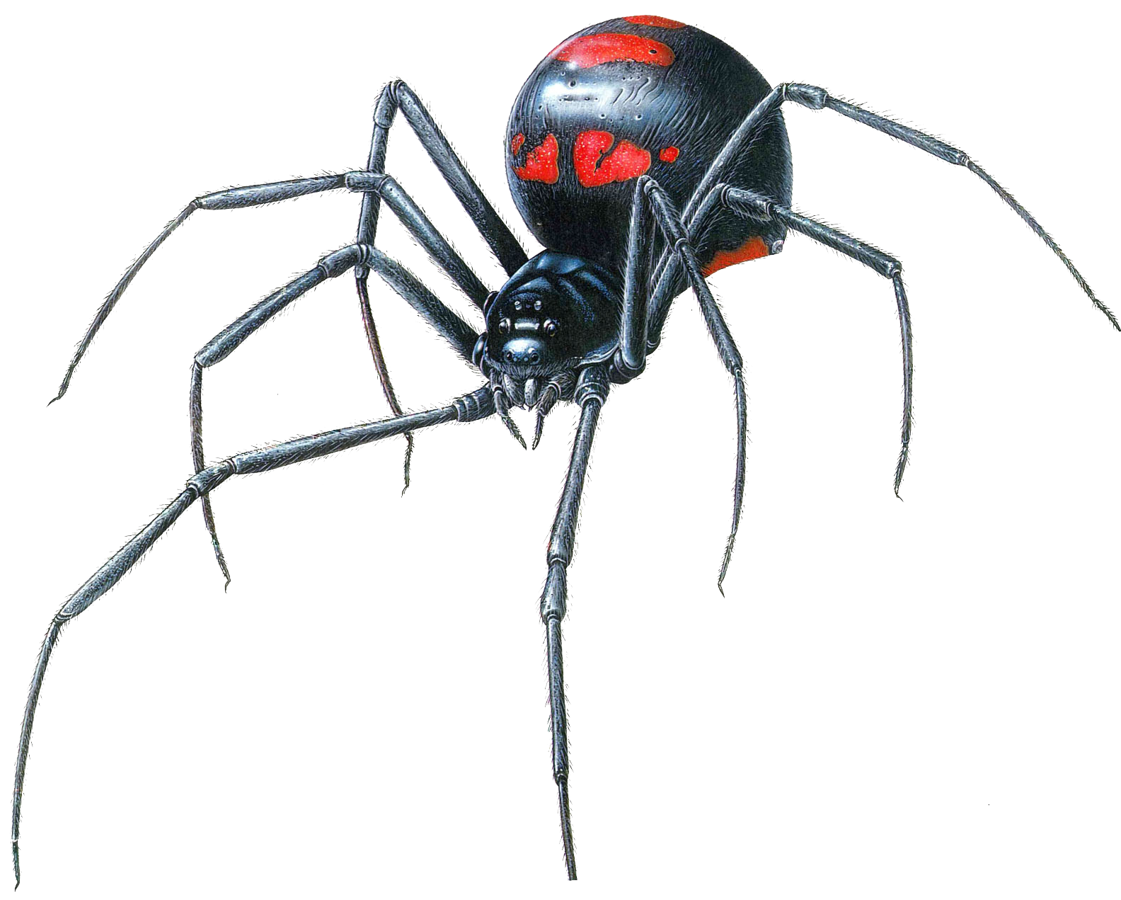 Black Widow Spider Transparent PNG Image