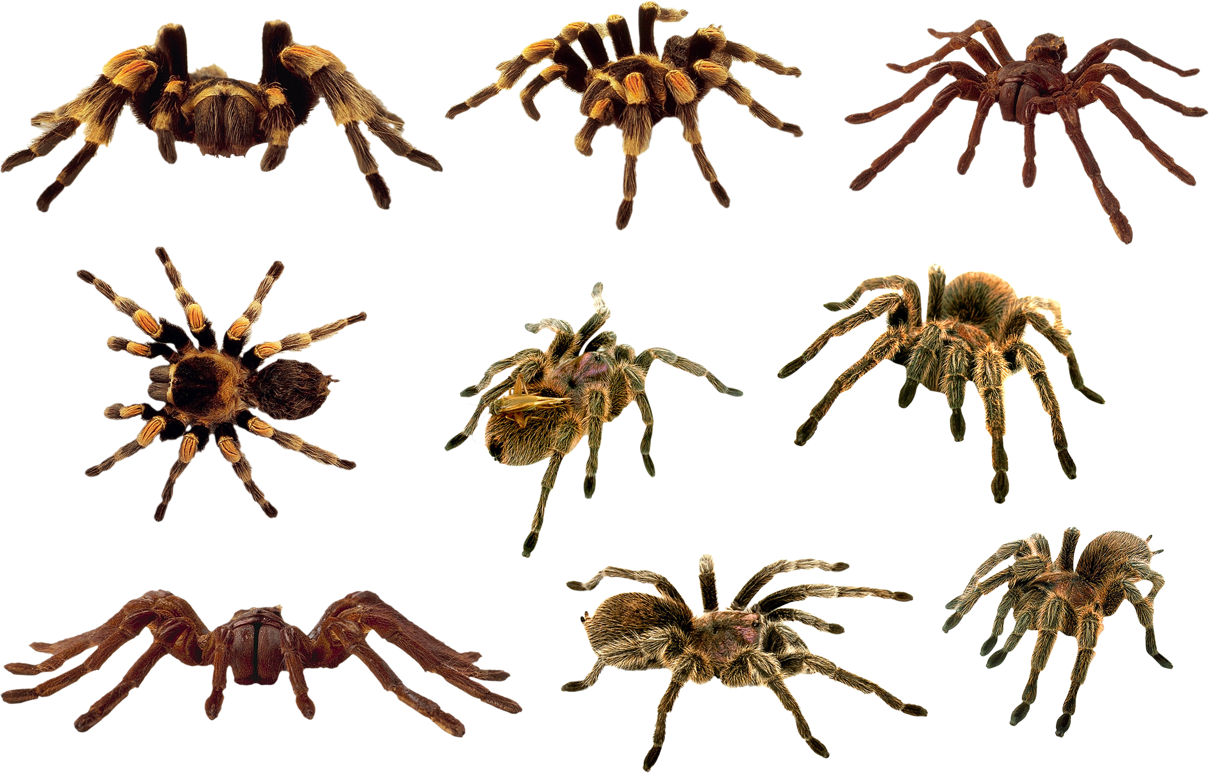 Spider Clipart PNG Image