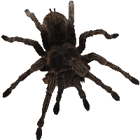 Spider Png Image Transparent HQ PNG Download | FreePNGimg