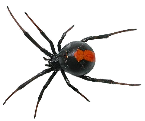 Spider Free Download Png PNG Image