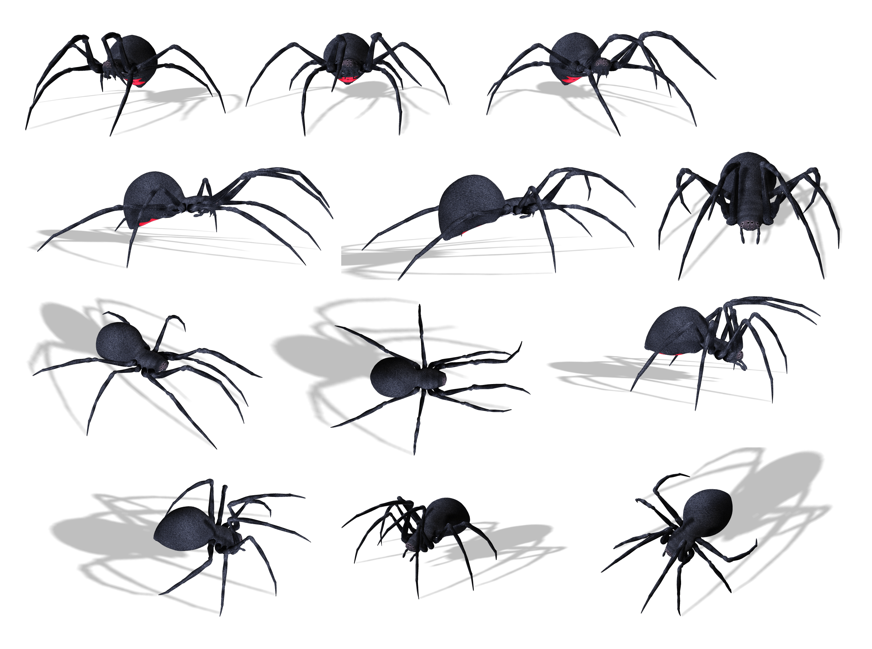 Spider Png Image PNG Image