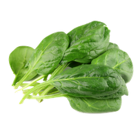 Fresh Green Spinach Download Free Image PNG Image