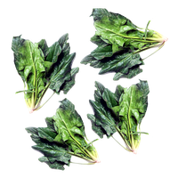 Green Spinach Free Download PNG HQ PNG Image