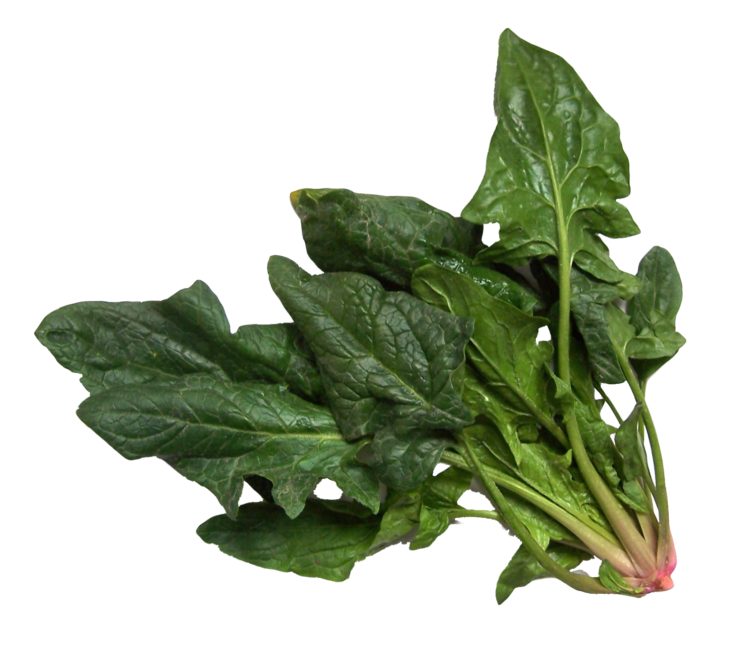 Photos Green Spinach PNG Image High Quality PNG Image
